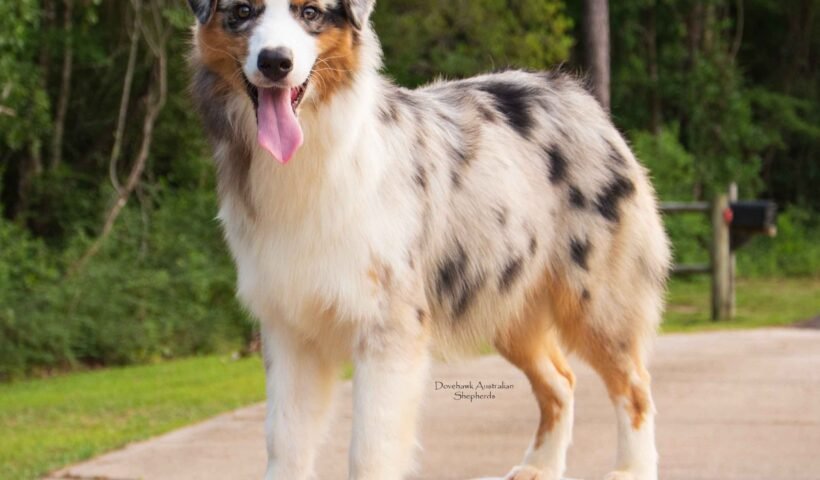 australian shepherd for sale