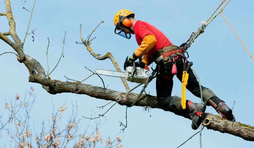 tree surgeon