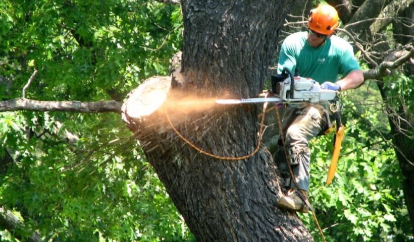 Tree services Hobart