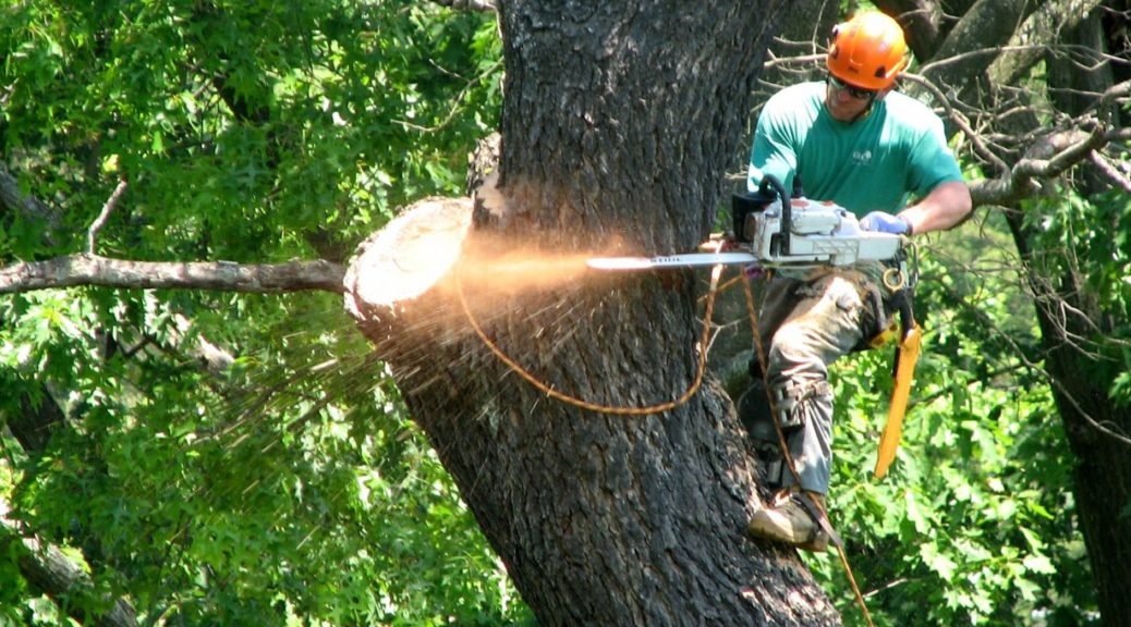 Tree services Hobart